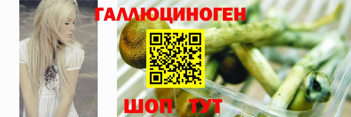 Галлюциногенные грибы Psilocybe Кимры